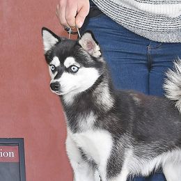 Jalapeno - Alaskan Klee Kai