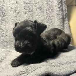 Mickey - Black male Miniature Schnauzer puppy in Norman, Oklahoma from Priscilla's Miniature Schnauzers