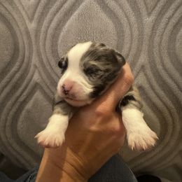 Miniature Australian Shepherd and Toy Australian Shepherd Puppies from Cherry Grove Kennel