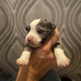 Miniature Australian Shepherd and Toy Australian Shepherd Puppies from Cherry Grove Kennel