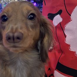 Bella Rose - Dachshund