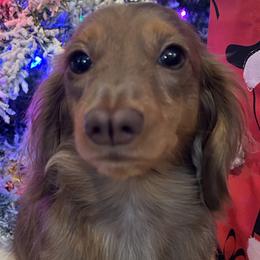 Bella Rose - Dachshund