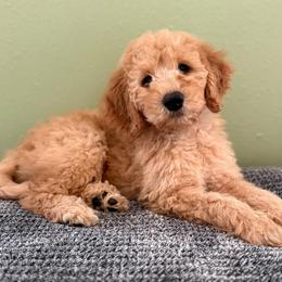 Wrigley - Apricot male Goldendoodle puppy in Fayetteville, Arkansas from Mountain Grove Doodles