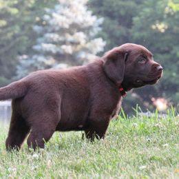 Boy 1 - Chocolate Labrador Retriever puppy in Oregon, Illinois from Molly Ziegler's Labrador Retrievers