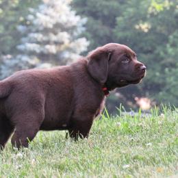 Boy 1 - Chocolate Labrador Retriever puppy in Oregon, Illinois from Molly Ziegler's Labrador Retrievers