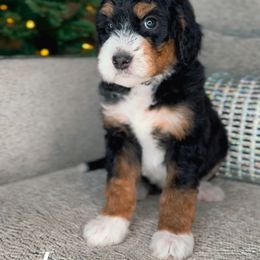 Jet - Tri-color male Bernedoodle puppy in West Jordan, Utah from Doodles Friend