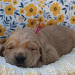 Pink Girl - Golden female Golden Retriever puppy in Landrum, South Carolina from Golden Dreams