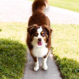 Wrangler - Toy Australian Shepherd