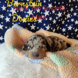 Boy 1 - Black and tan male Dachshund puppy in Lovell, Wyoming from Bernstein Doxies