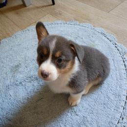 Lily - Blue female Pembroke Welsh Corgi puppy in Montgomery County, Tennessee from Anita’s little Corgi Haven