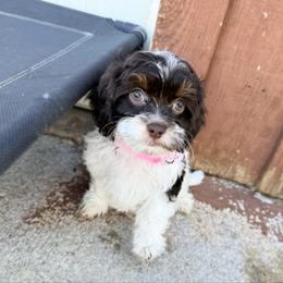 Eleven - Chocolate female Cavapoo puppy in Wamego, Kansas from Doodles of Oz