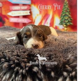 Cherry Pie - Chocolate and tan female Dachshund puppy in Rainier, Oregon from Doxies in Wonderland