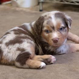 Jasper - Red merle male Miniature Australian Shepherd puppy in Crockett, Texas from Pleasant Grove Aussies