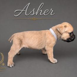 Asher - Fawn male Cane Corso puppy in Elkhart, Indiana from Martins Almighty Cane Corsos