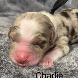 Charlie - Chocolate merle male Bernedoodle puppy in New Ringgold, Pennsylvania from Hawk Mountain Doodles