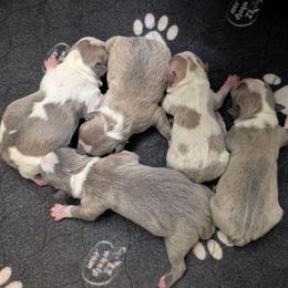 Blue boy 2 - Blue male Boston Terrier puppy in Oak Hills, California from All American Boston Terriers