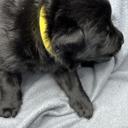 Girl 4-yellow - Black female German Shepherd puppy in Sharon Grove, Kentucky from Julie’s Shepherds