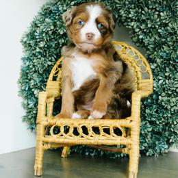 Teeter - female Australian Mountain Doodle puppy in Spanish Fork, Utah from K Brand Doodles