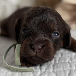 Memory - Chocolate female Cavapoo puppy in Beckley, West Virginia from By Design Doodles