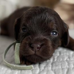 Memory - Chocolate female Cavapoo puppy in Beckley, West Virginia from By Design Doodles