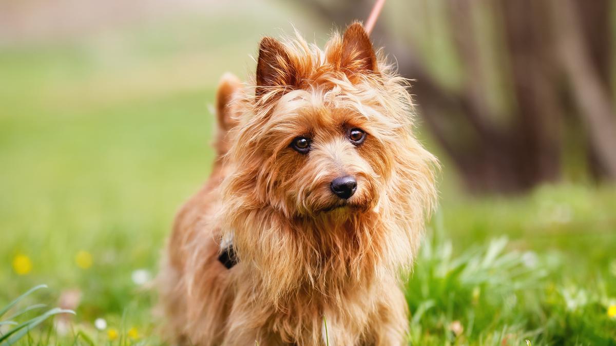 Nice Terriers 25 cute Australian Terrier puppies for sale | Good Dog