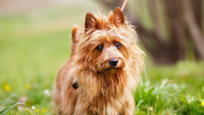 Australian Terrier