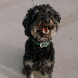 Bodie - Aussiedoodle
