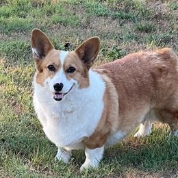 Eula’s - Pembroke Welsh Corgi