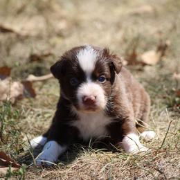 Dougal - Red & white male Australian Shepherd puppy in Violet Hill, Arkansas from Sweets' Cattle Co and Australian Shepherds