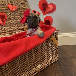 Great Dane Puppies from Lazuli Great Danes