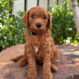 Hank - Red  male Goldendoodle puppy in Wharton, Texas from Little Fur Friends