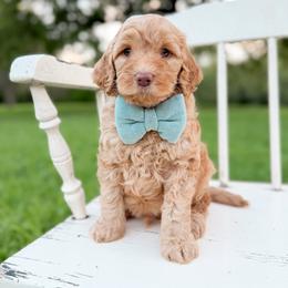 Ace - Apricot male Goldendoodle puppy in Ooltewah, Tennessee from Allison Family Doodles