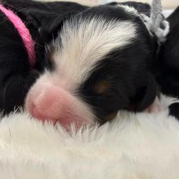 Chocolate Chip - Tri-color female Bernedoodle puppy in Hegins, Pennsylvania from Bubbling Springs Doodles, LLC