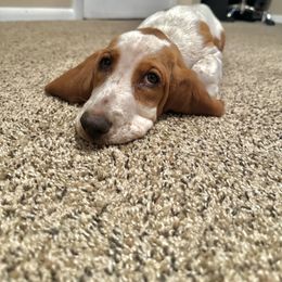 Minnie - Lemon and white Basset Hound puppy in Jacksonville, Florida from Craven Bassets