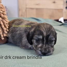 Dark cream brindle - Brindle male Dachshund puppy in Cedar City, Utah from Country Doxies
