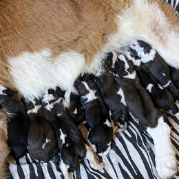 Boy 2 - male Saint Bernard puppy in Albany, Georgia from Magnolia Saint Bernards