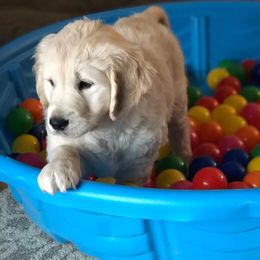 Golden Retriever Puppies from Dry Canyon Goldens
