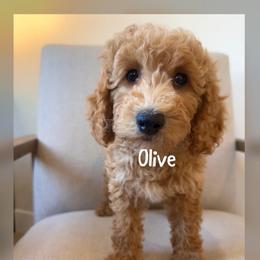 Olive - Apricot female Goldendoodle puppy in Glendale, Arizona from Follow Your Bliss Doodles