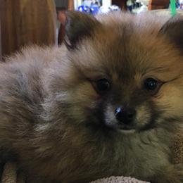 Pomeranian Puppies from Jonna's Poms