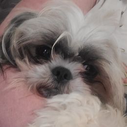 Ellie - Shih Tzu
