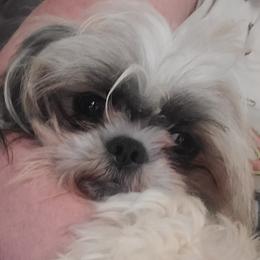 Ellie - Shih Tzu