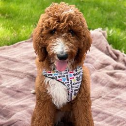 Ollie - Goldendoodle