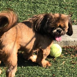 Echo - Shih Tzu