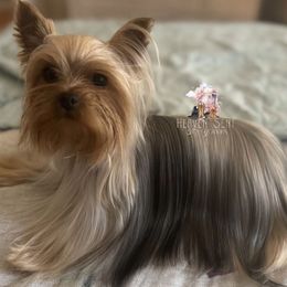 Yorkshire Terrier puppies from Heaven_sent_toy_yorkies