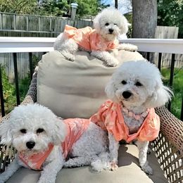 Bichon Frises from Baltimore Bichons, Inc.