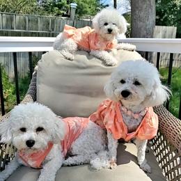 Bichon Frises from Baltimore Bichons, Inc.