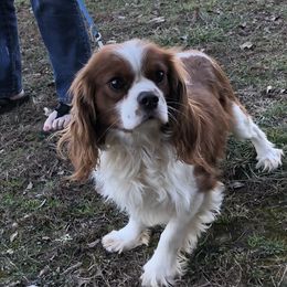 Roscoe - Cavalier King Charles Spaniel
