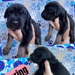 BEARING - Fawn female Great Dane puppy in Wellsville, New York from Prophecy Danes