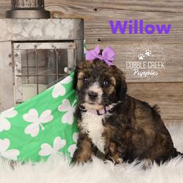 Willow - Sable female Bernedoodle puppy in Heyworth, Illinois from Cobble Creek Puppies