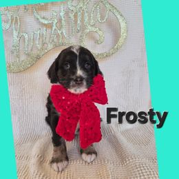 Frosty, teal boy - Black tri-color male Aussiedoodle puppy in Lexington, Oklahoma from Long Doggy Acres Miniature Dachshunds